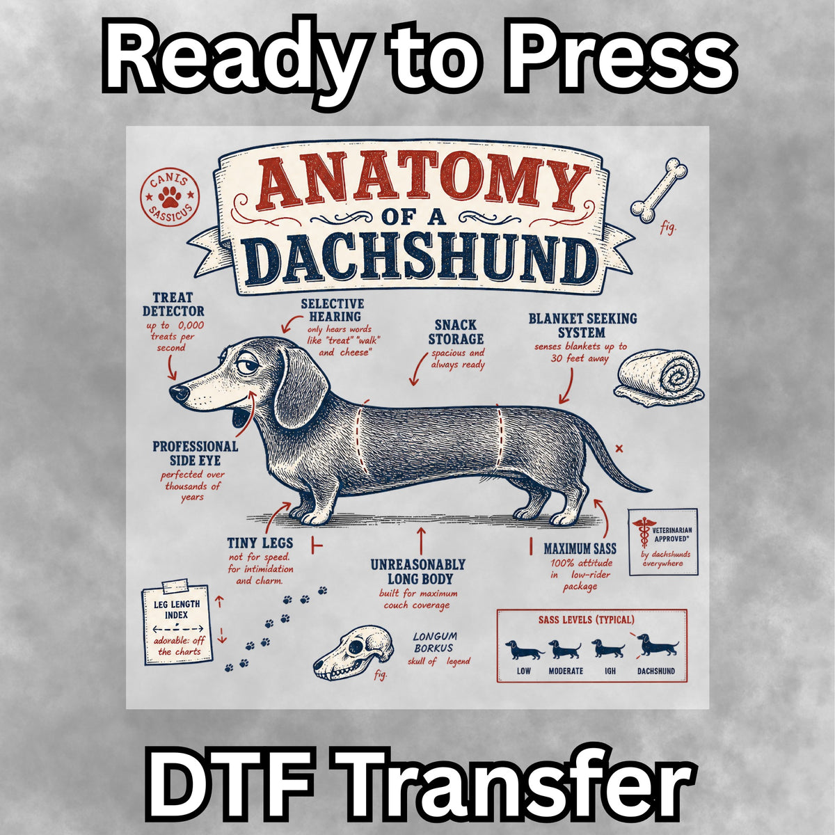 Anatomy of a Dachshund DTF Transfer- 064