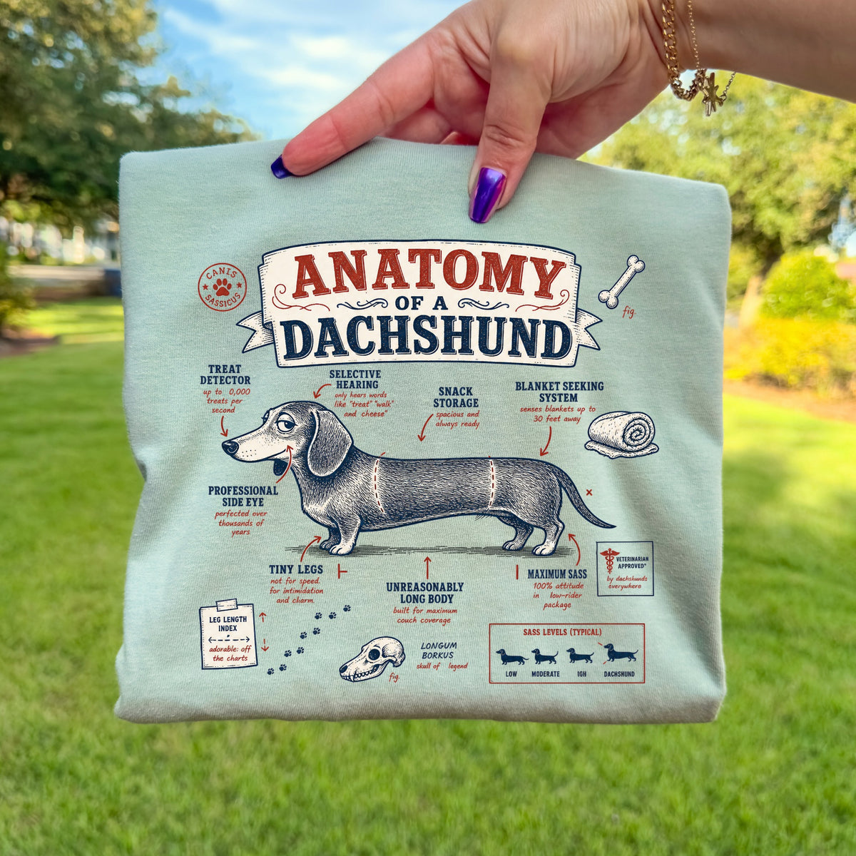 A light green t-shirt held outdoors displays a vintage-style graphic titled Anatomy of a Dachshund.